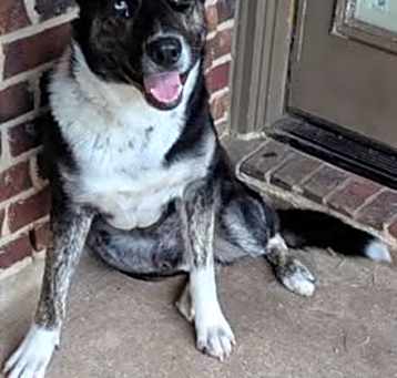 Photo of Bluey