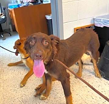 Photo of Hershey
