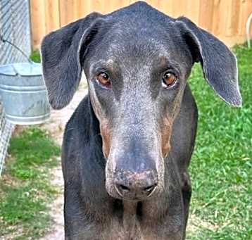 Photo of Oliver