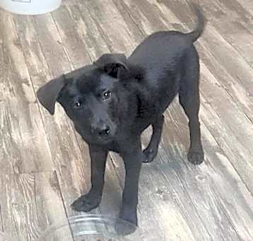 Photo of Biscuit