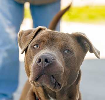 Photo of Poncho