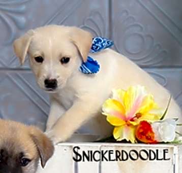 Photo of Snickerdoodle
