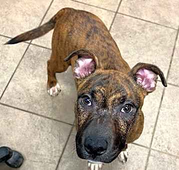 Photo of Apollo