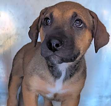 Photo of Atticus