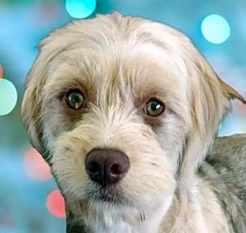 Photo of Dutton