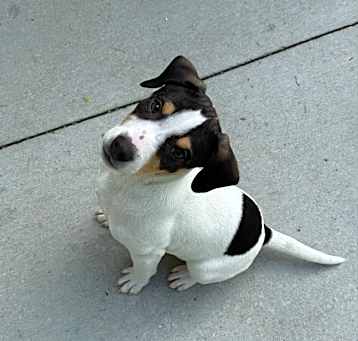 Photo of Winston