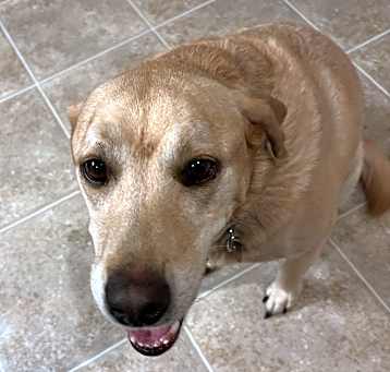 Photo of Dozier
