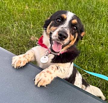 Photo of Cookie
