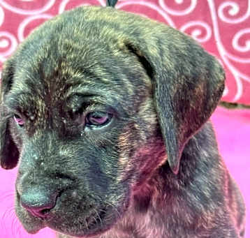 Photo of Goose