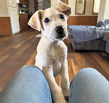 Photo of Scout