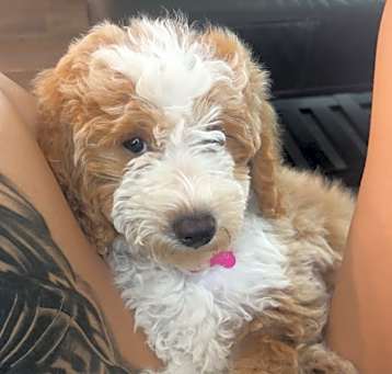 Photo of Millie