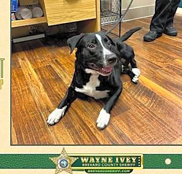 Photo of Domino