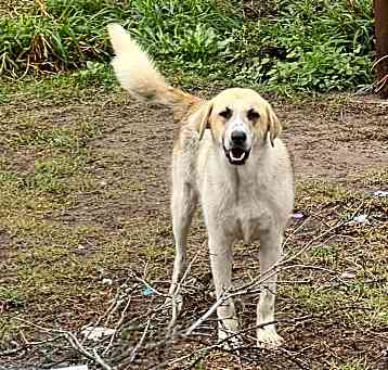 Photo of Winston