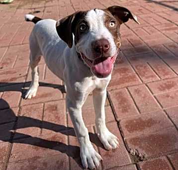 Photo of Popeye