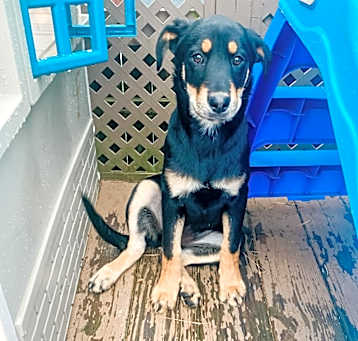 Photo of Valkyrie