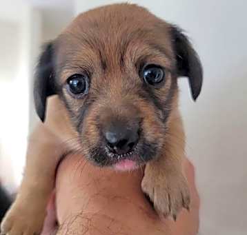 Photo of Tova Pup