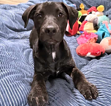Photo of DOVE/URGENT