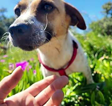 Photo of Misty