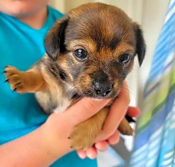 Photo of Tully Pup