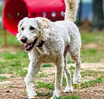 Photo of Ralphie Doodle