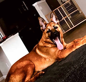 Photo of Buddy