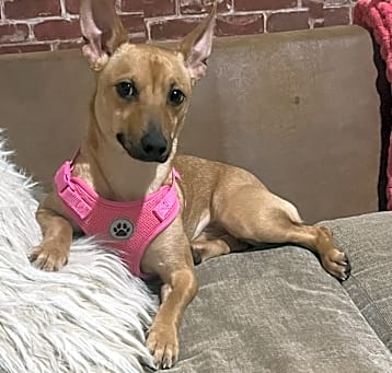 Photo of Coco