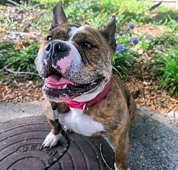 Photo of Pippa