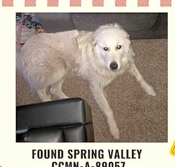 Photo of Found Great Pyrenees