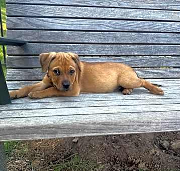Photo of Tex