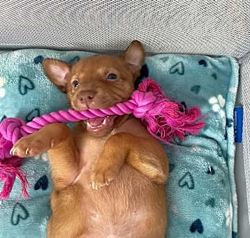 Photo of Puppy 3
