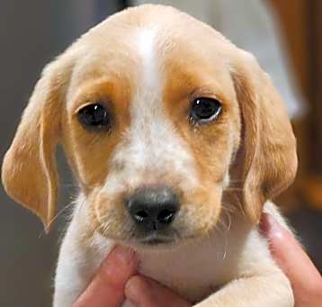 Photo of Suki