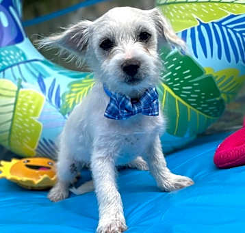 Photo of Walter