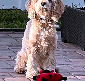 Photo of Opie