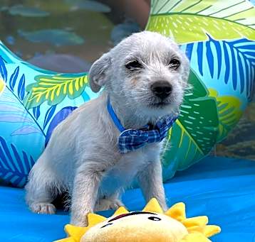 Photo of Charlie