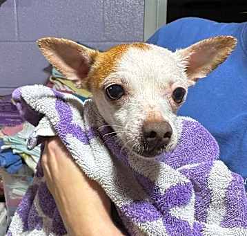 Photo of Edna $425