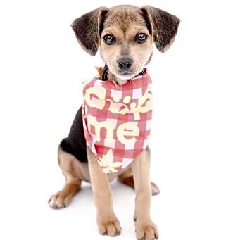 Photo of Zuni $500