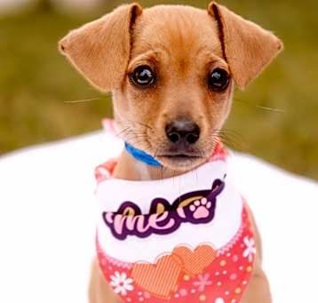 Photo of Zuri $500