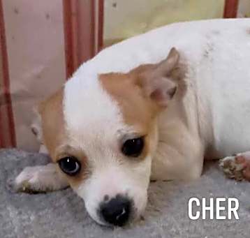 Photo of Cher