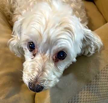 Photo of Casper *FH*