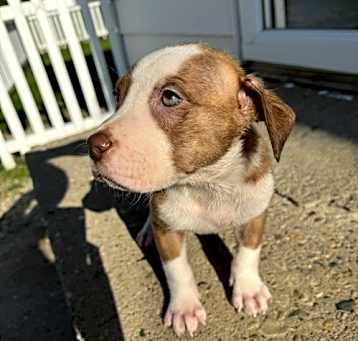 Photo of Oliver