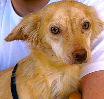 Photo of Lassie