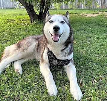 Photo of Luna