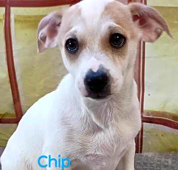 Photo of Chip