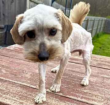 Photo of Honey