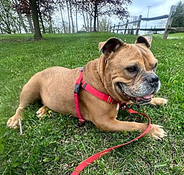 Photo of Luna