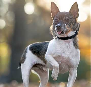 Photo of Baxter