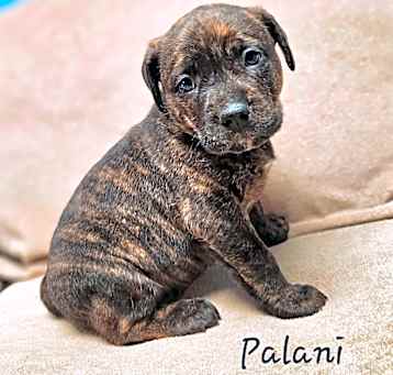 Photo of Palani