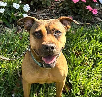 Photo of Brandy