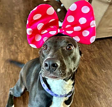Photo of Lola