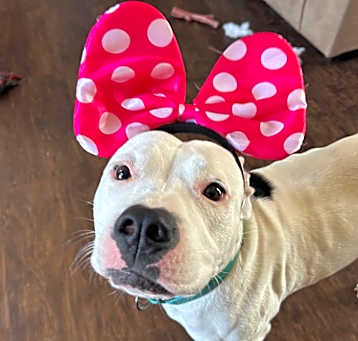 Photo of Bianca